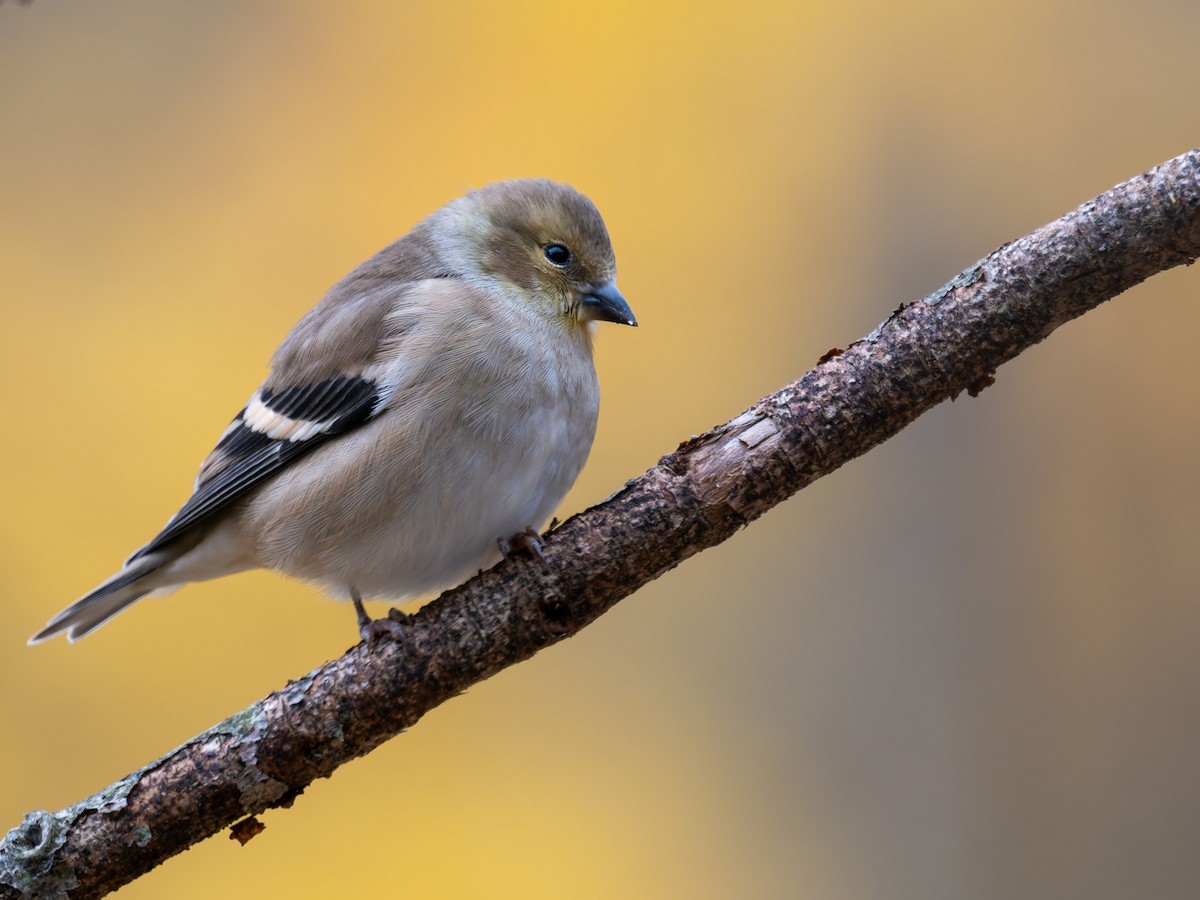 čížek žlutý - ML645425498