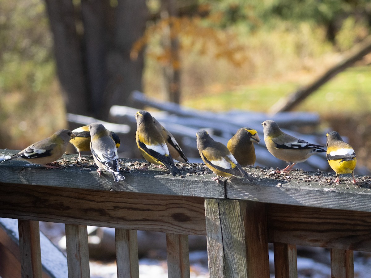 Evening Grosbeak - ML645425501