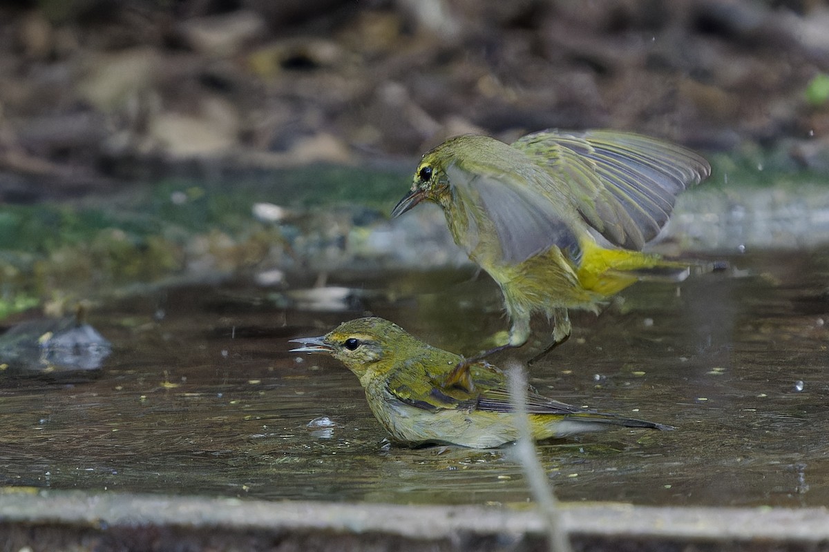 lesňáček olivový - ML645425502