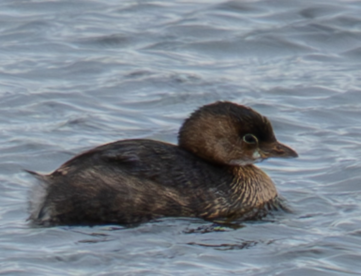 Pied-billed Grebe - ML645425505