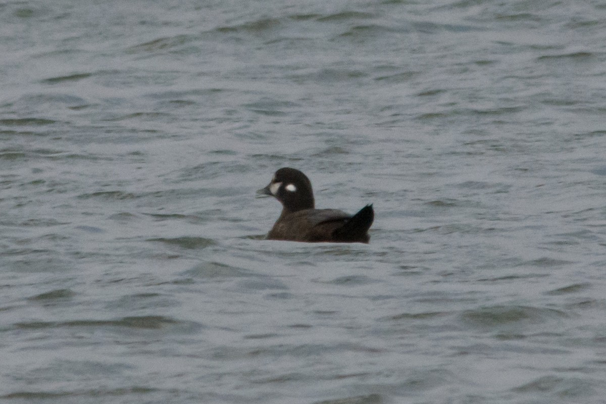 Harlequin Duck - ML645425509