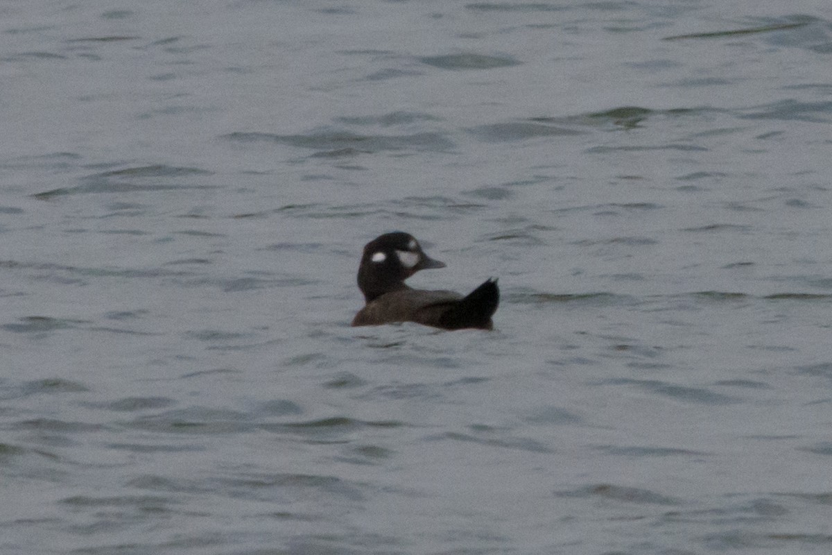 Harlequin Duck - ML645425511
