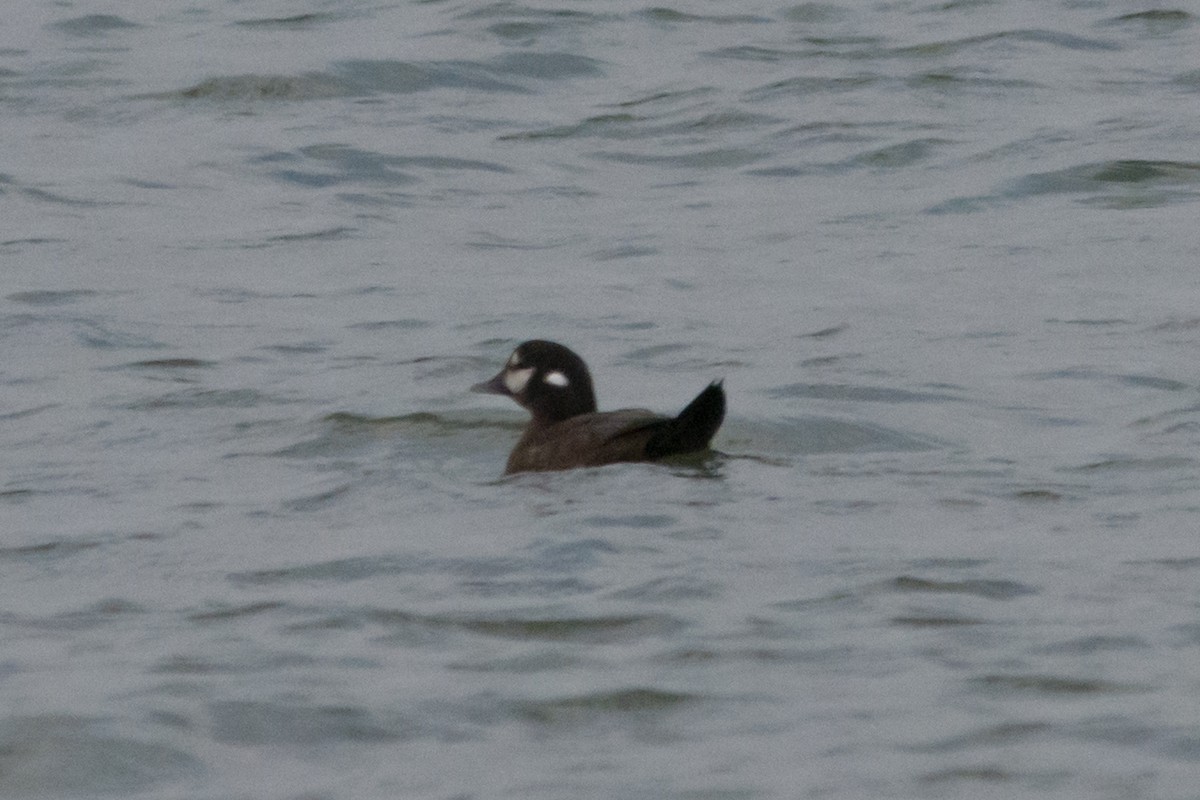 Harlequin Duck - ML645425512