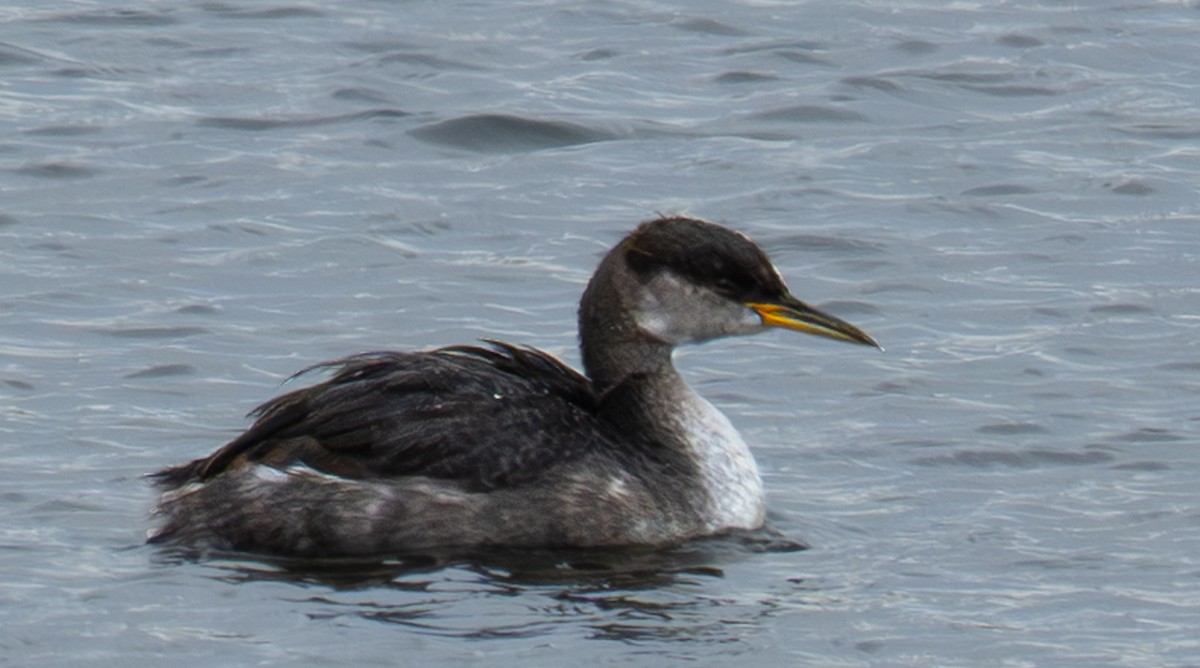 Red-necked Grebe - ML645425523