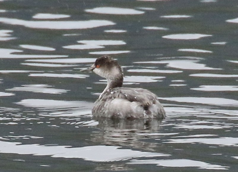Eared Grebe - ML645425530
