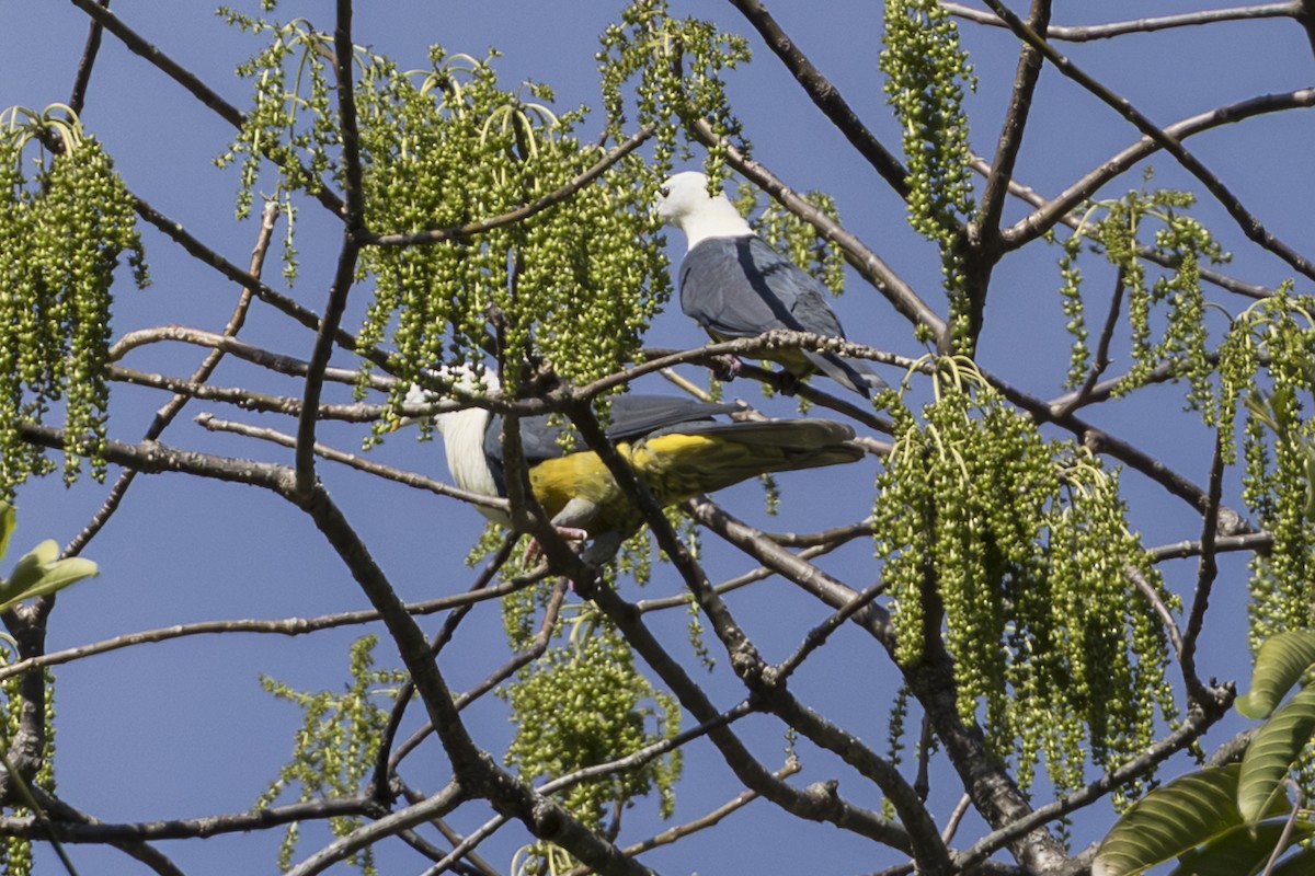 Weißkopf-Fruchttaube - ML645425539