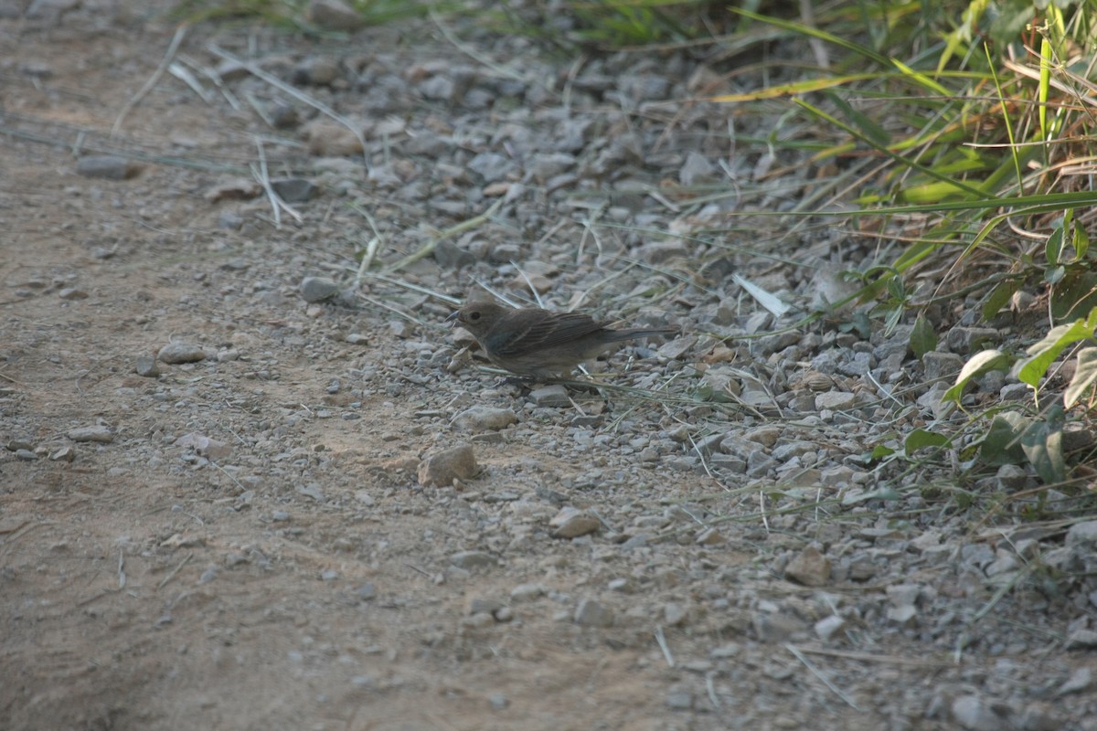 Индиговый колорин - ML645425550