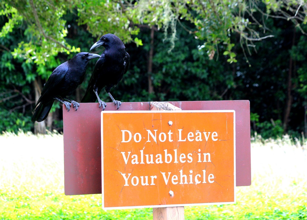 American Crow - ML645425555