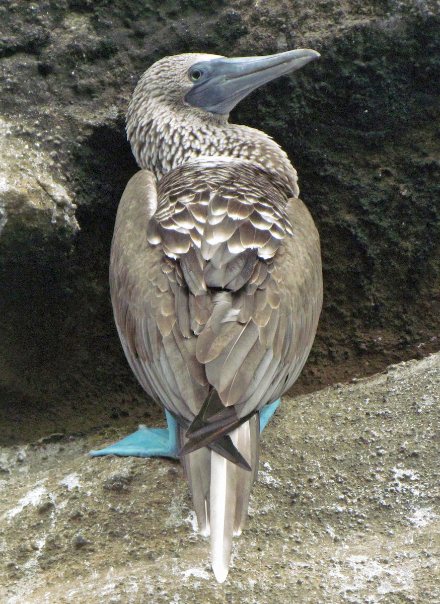 Blue-footed Booby - ML645425571
