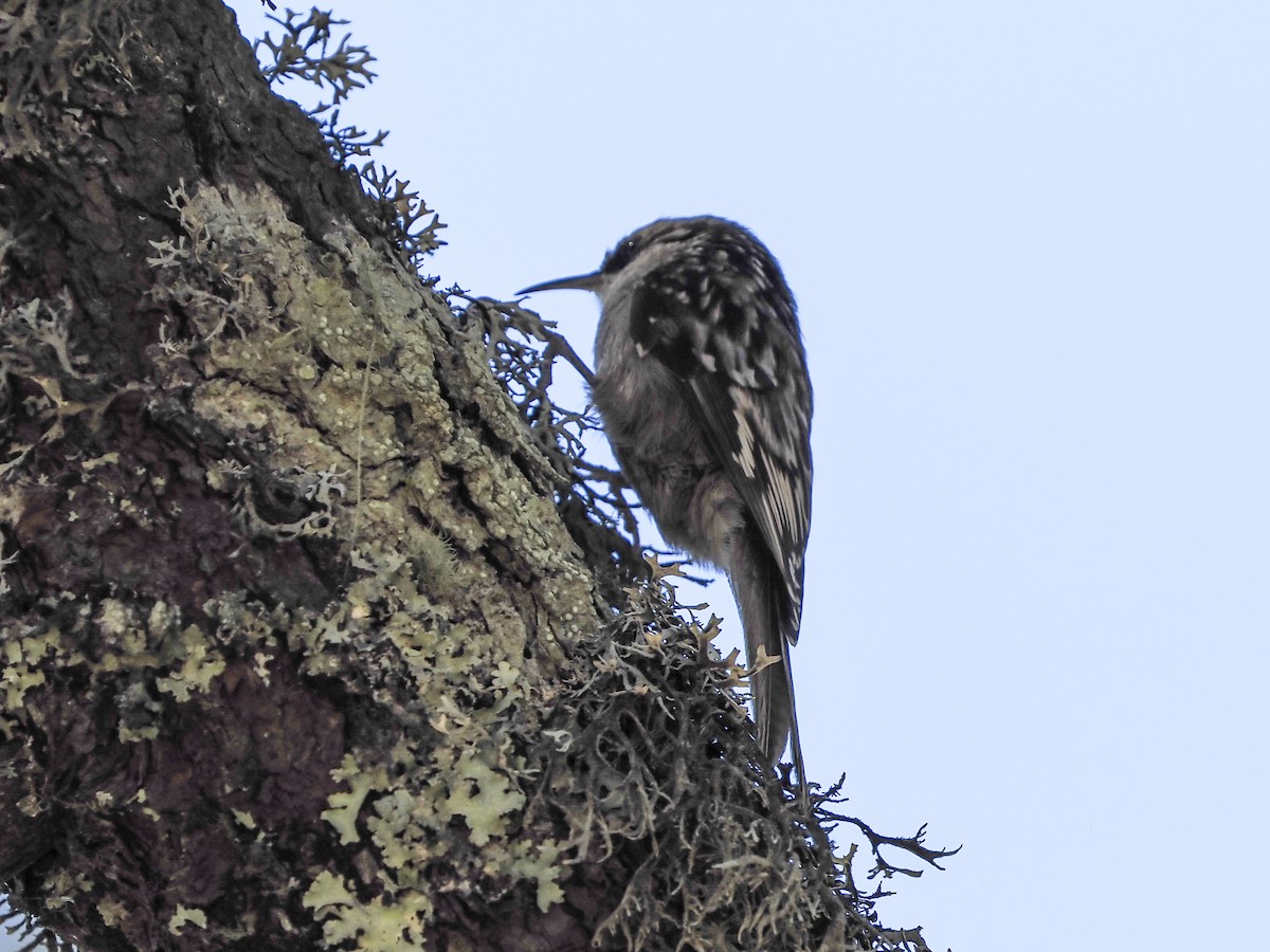 Brown Creeper - ML645425572