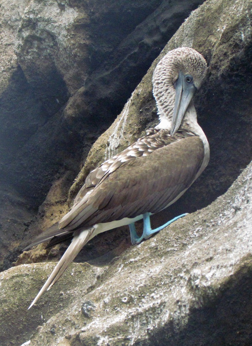 Blue-footed Booby - ML645425574