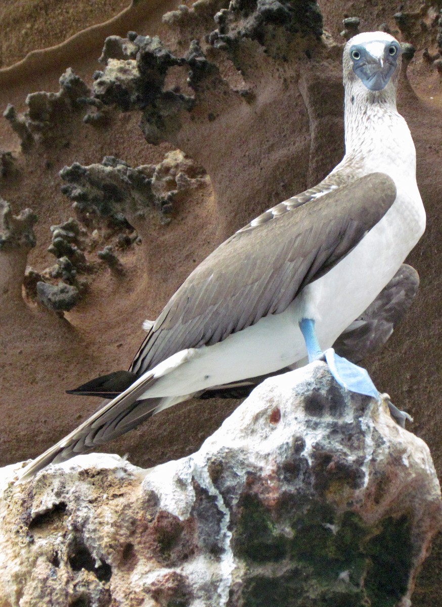 Blue-footed Booby - ML645425577