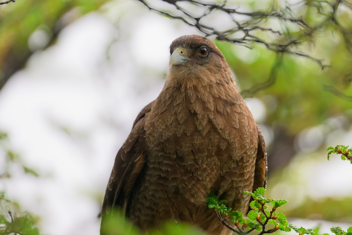 Caracara chimango - ML645425580