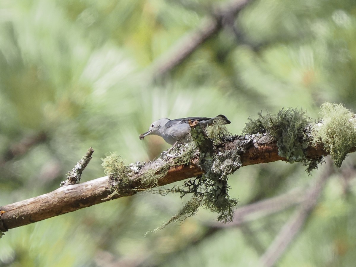 Sittelle à poitrine blanche - ML645425581