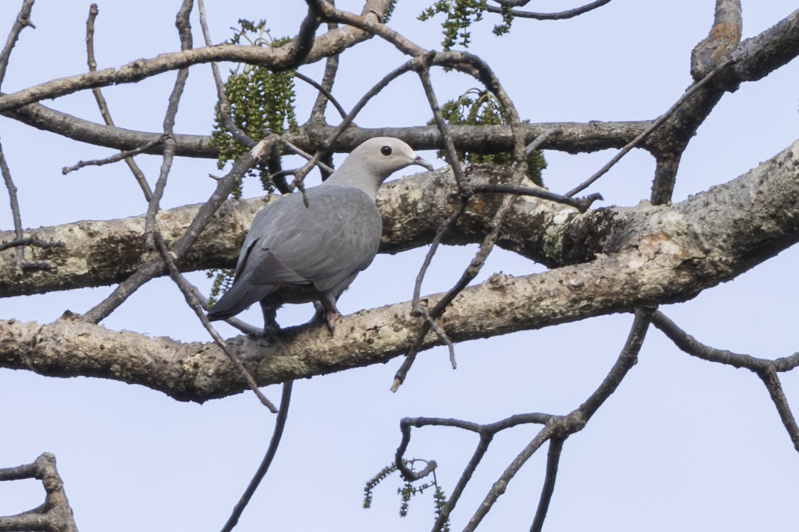 Sundafruchttaube - ML645425583