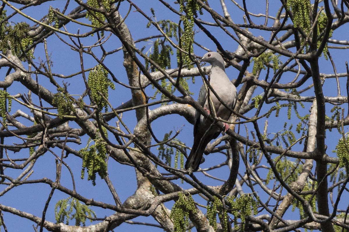 Sundafruchttaube - ML645425584