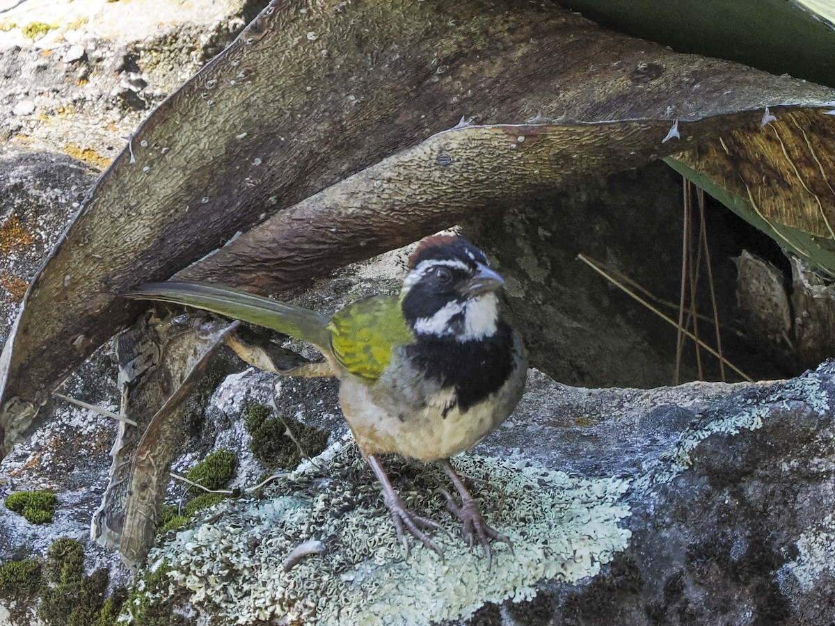 beltetovi - ML645425591