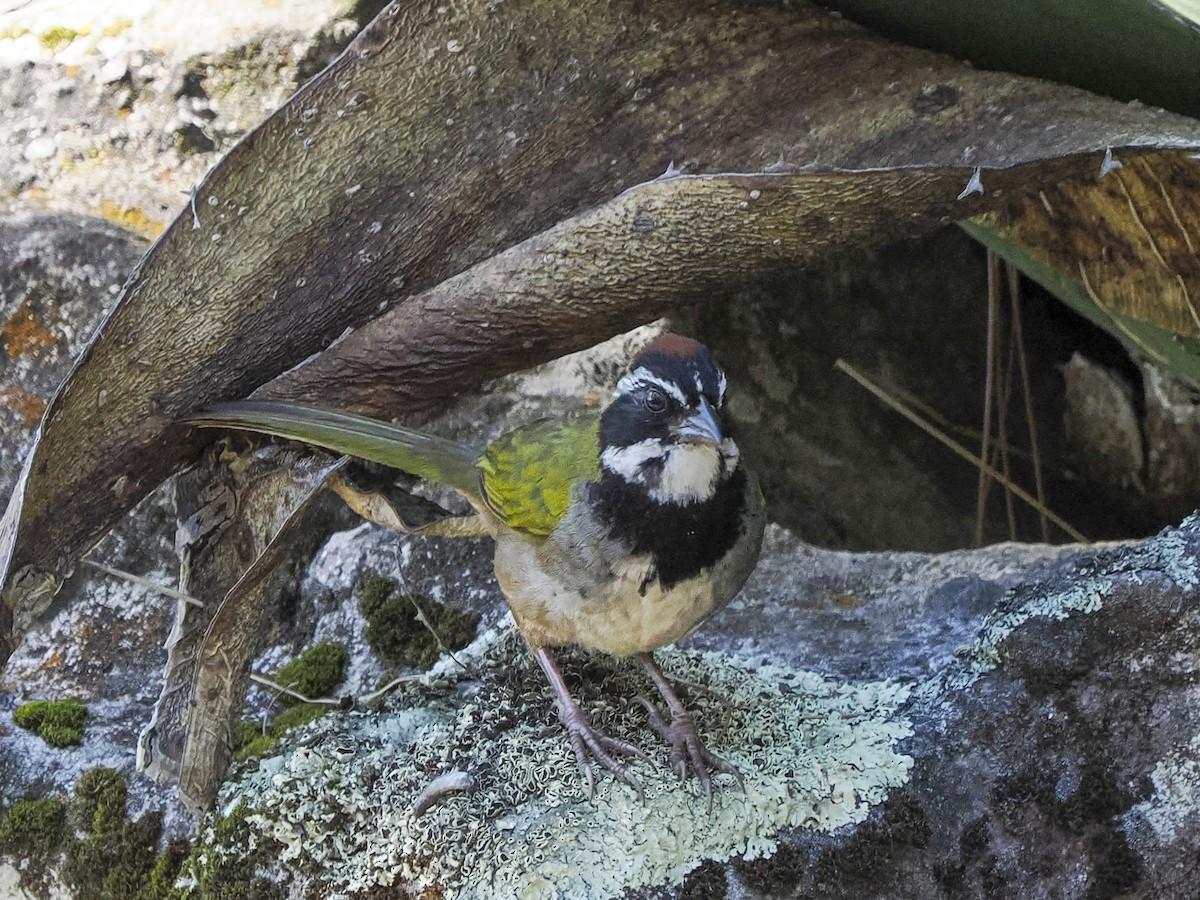 beltetovi - ML645425592