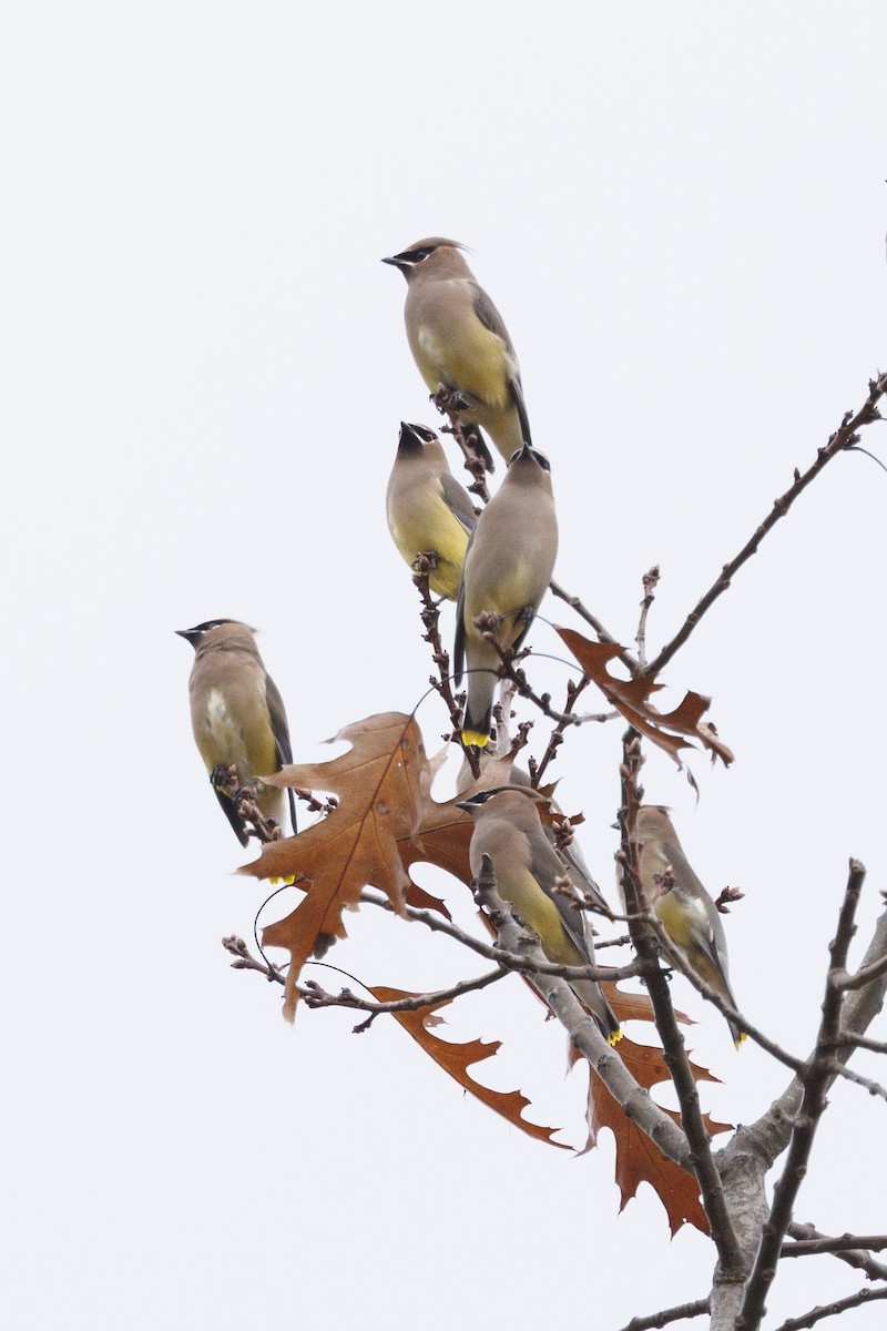 ציצנית אמריקנית - ML645425597