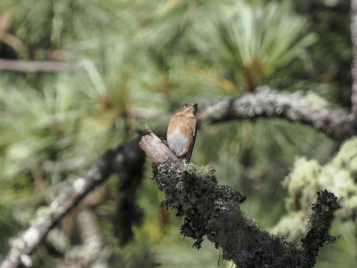 Azulejo Oriental - ML645425603