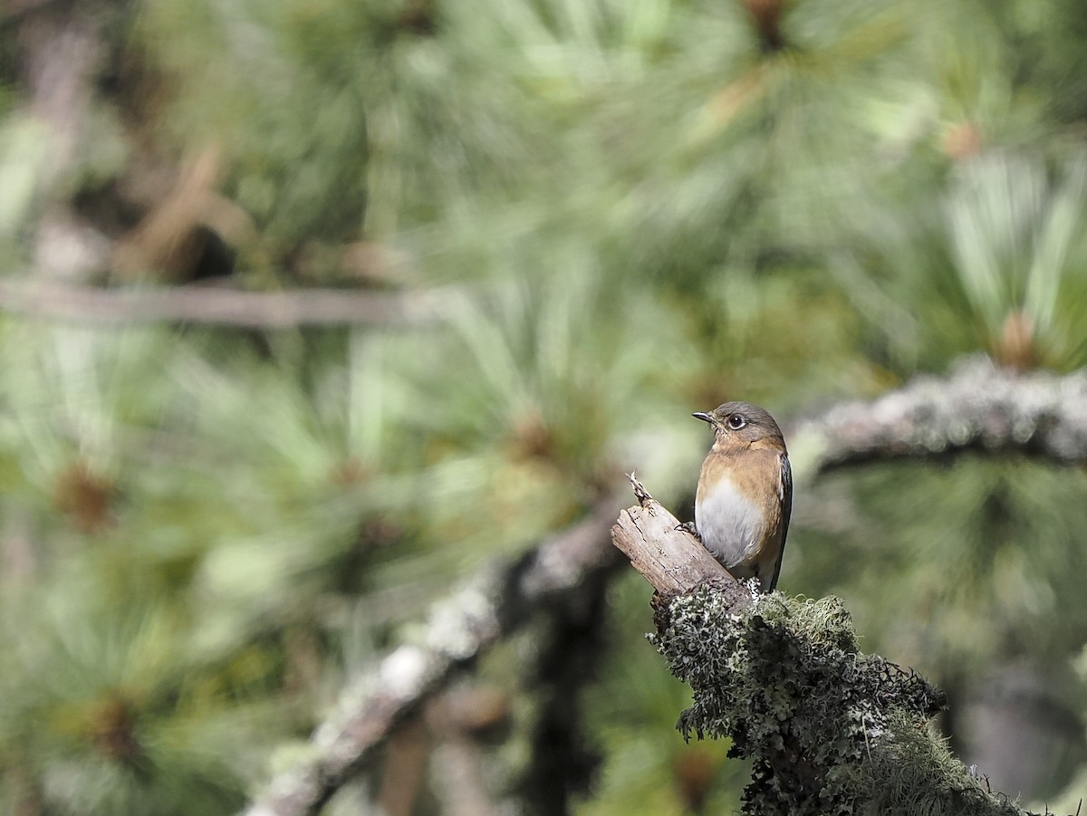 Azulejo Oriental - ML645425607