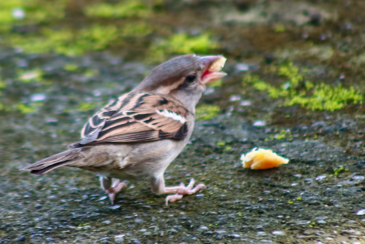 Gorrión Común - ML645425609