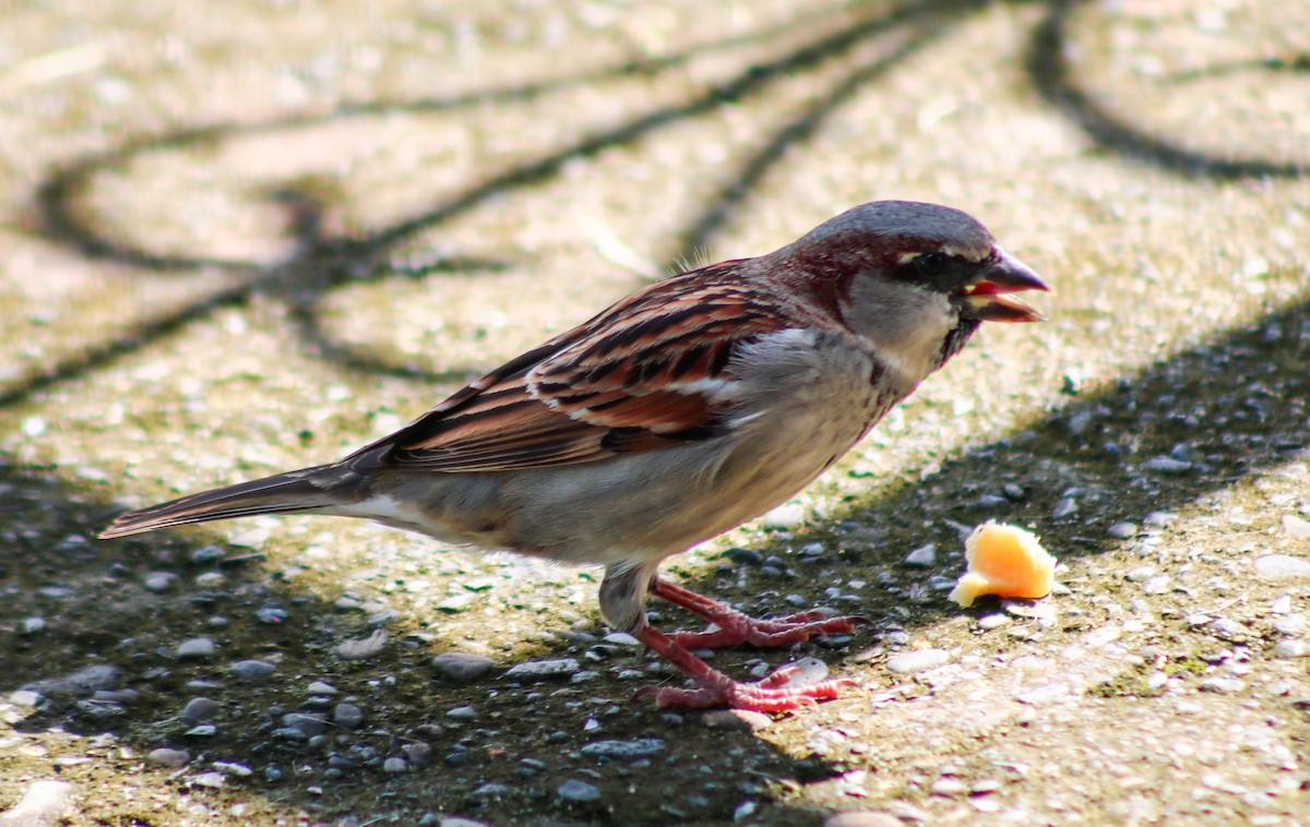 Gorrión Común - ML645425610