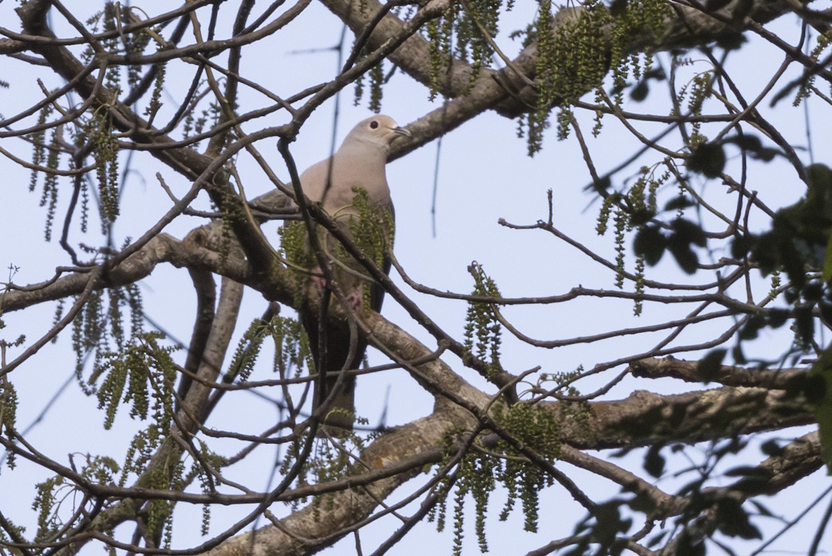 Sundafruchttaube - ML645425626