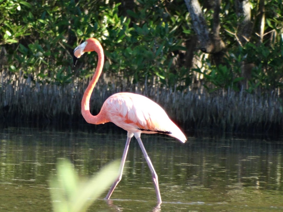 Flamenco Rojo - ML645425636