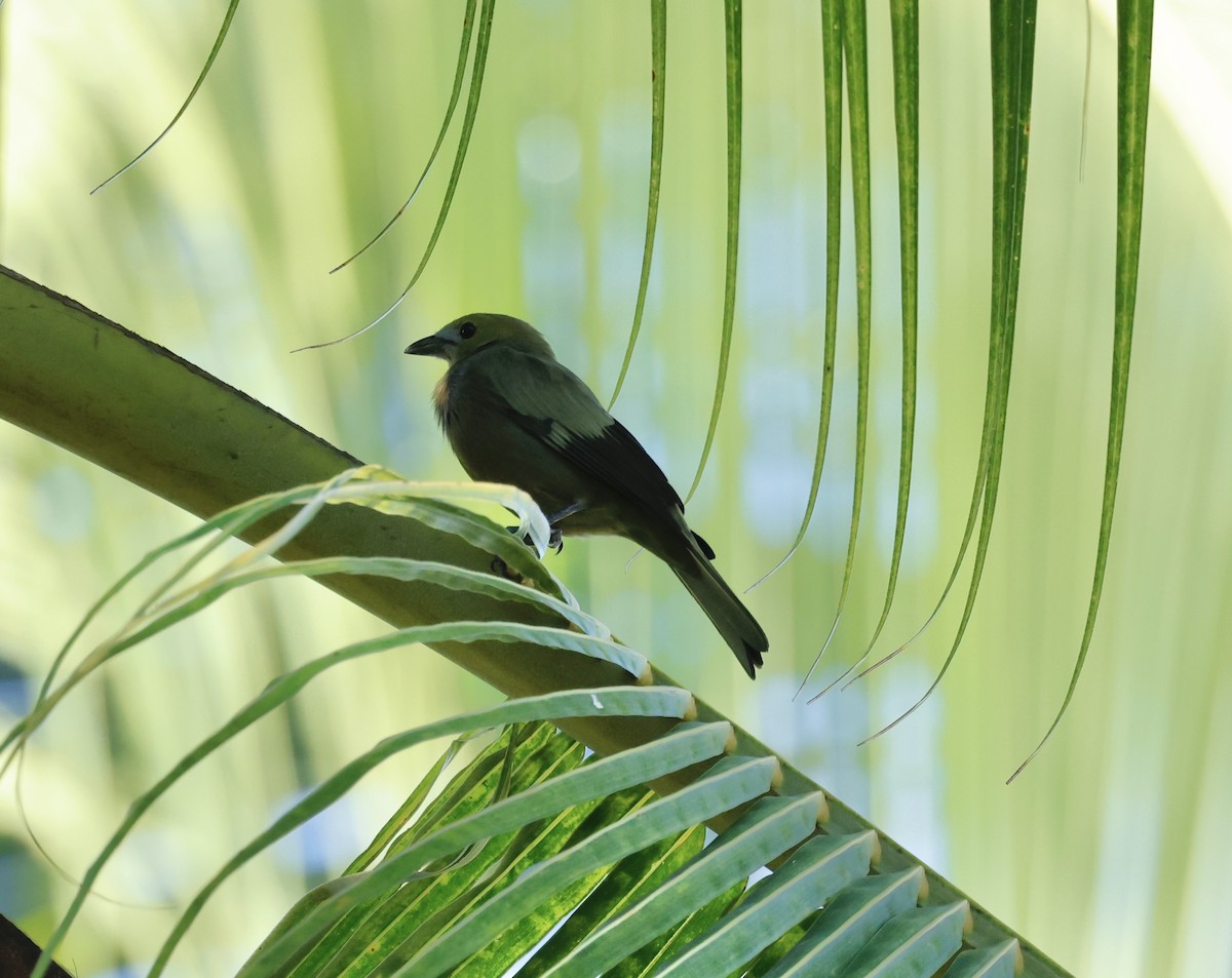 Tangara Palmera - ML645425646