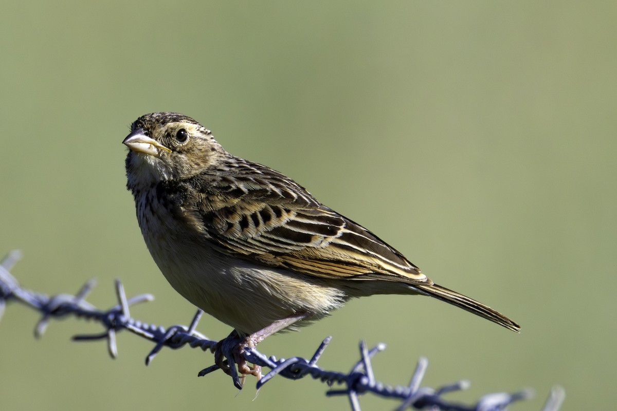 Singing Bushlark - ML645425651