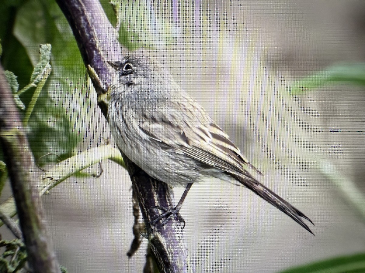 Sagebrush Sparrow - ML645425665