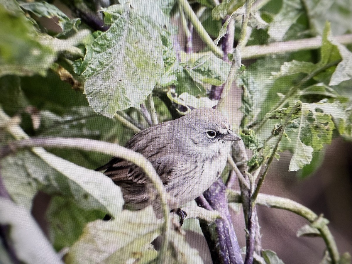 Sagebrush Sparrow - ML645425667