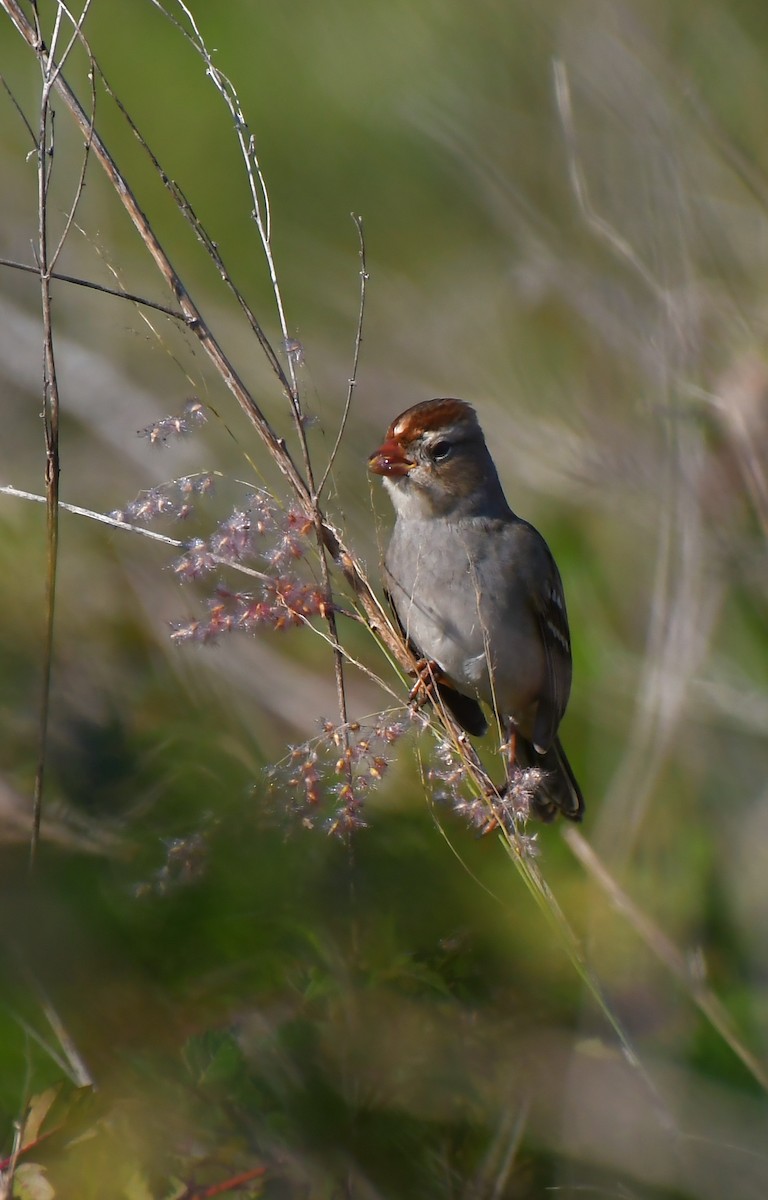 strnadec bělopásý - ML645425690