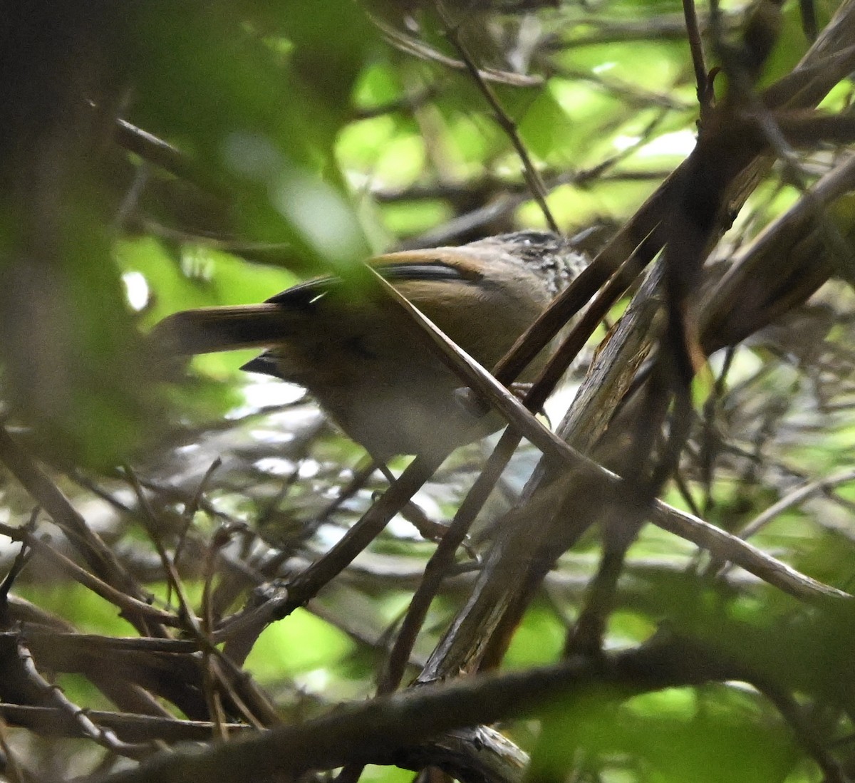 Taiwan Fulvetta - ML645425694