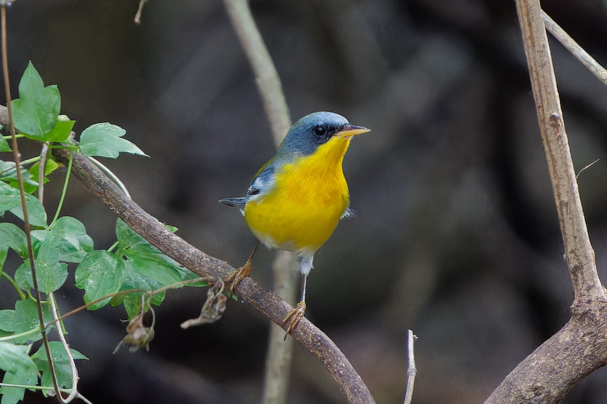 Tropical Parula - ML645425698