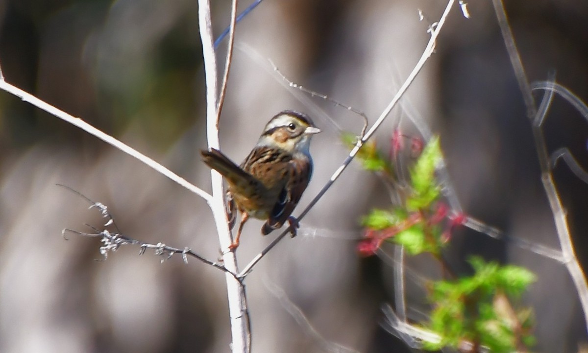 Bruant des marais - ML645425704