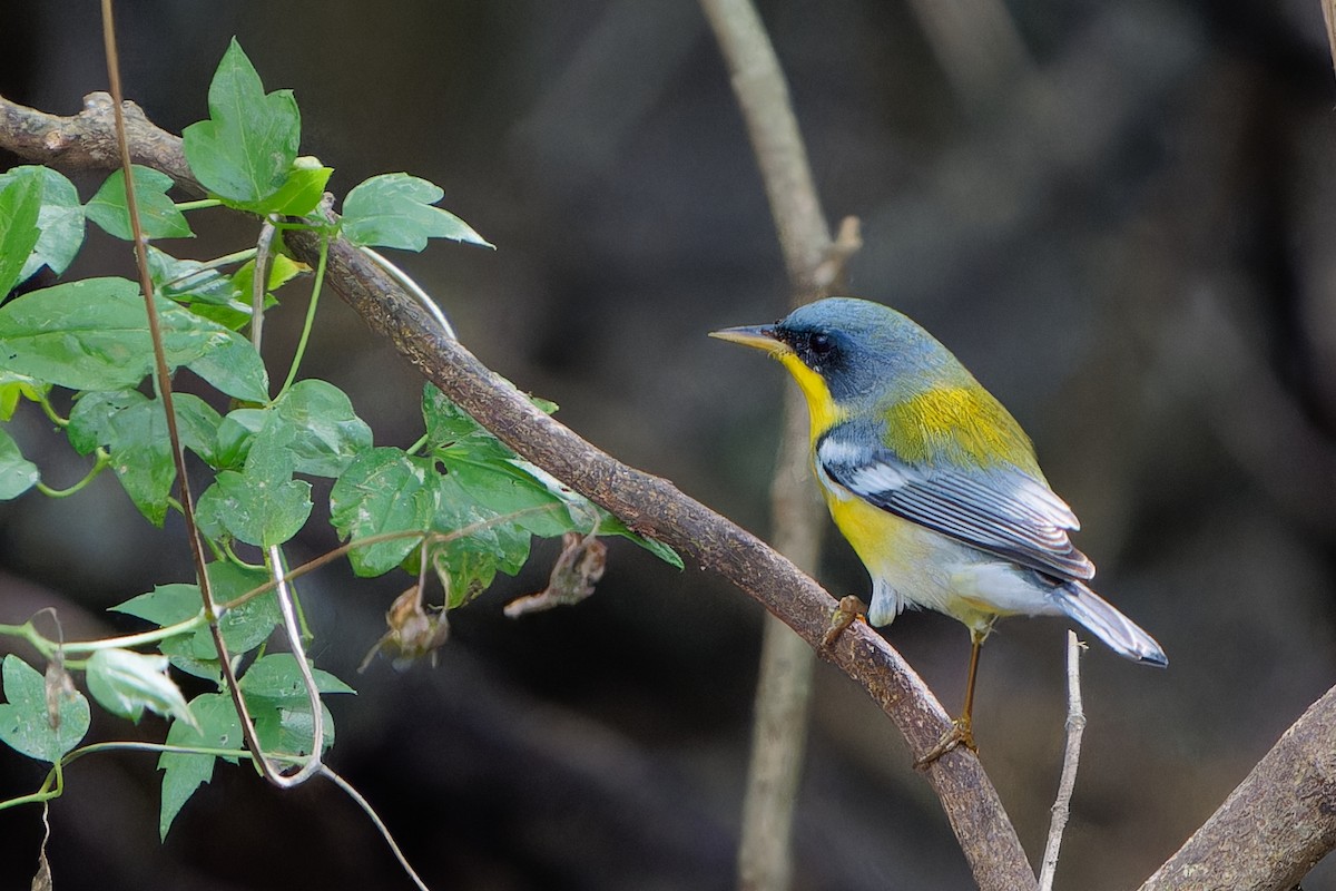 Tropical Parula - ML645425705