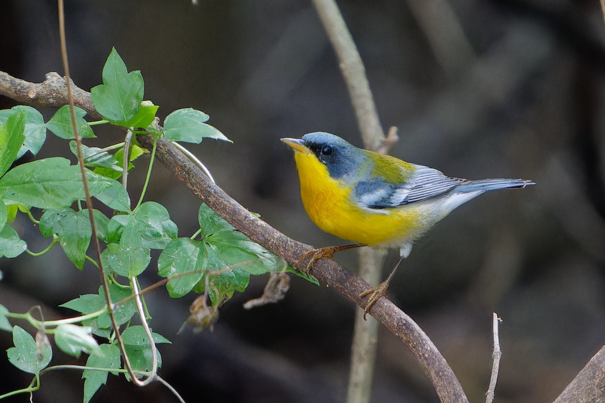 Tropical Parula - ML645425719