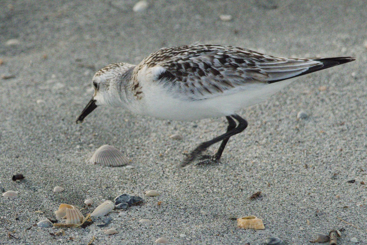 Txirri zuria - ML645425725