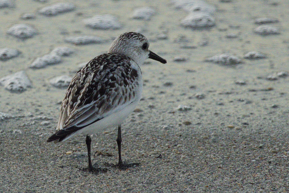 Txirri zuria - ML645425726