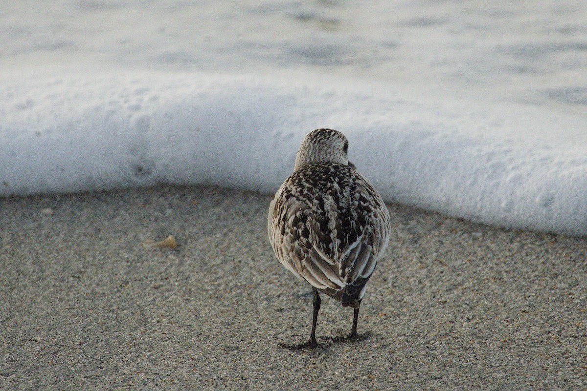 Txirri zuria - ML645425727