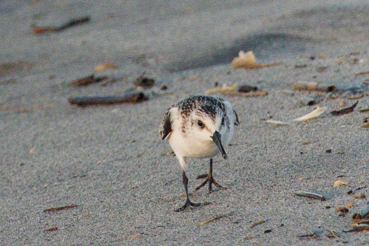 Txirri zuria - ML645425733