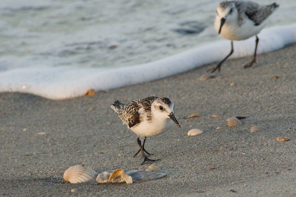 Txirri zuria - ML645425734