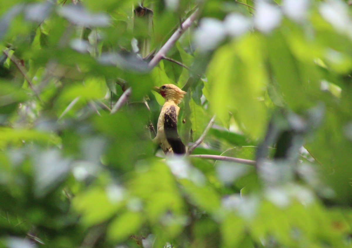 Cream-colored Woodpecker - ML645425736