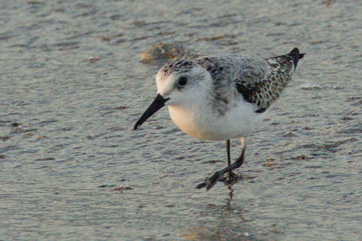 Txirri zuria - ML645425737