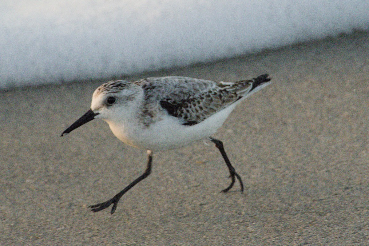 Txirri zuria - ML645425738