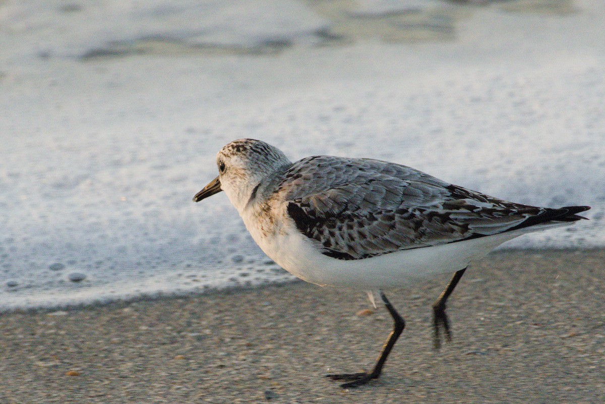 Txirri zuria - ML645425742