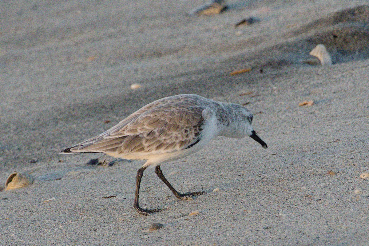 Txirri zuria - ML645425743