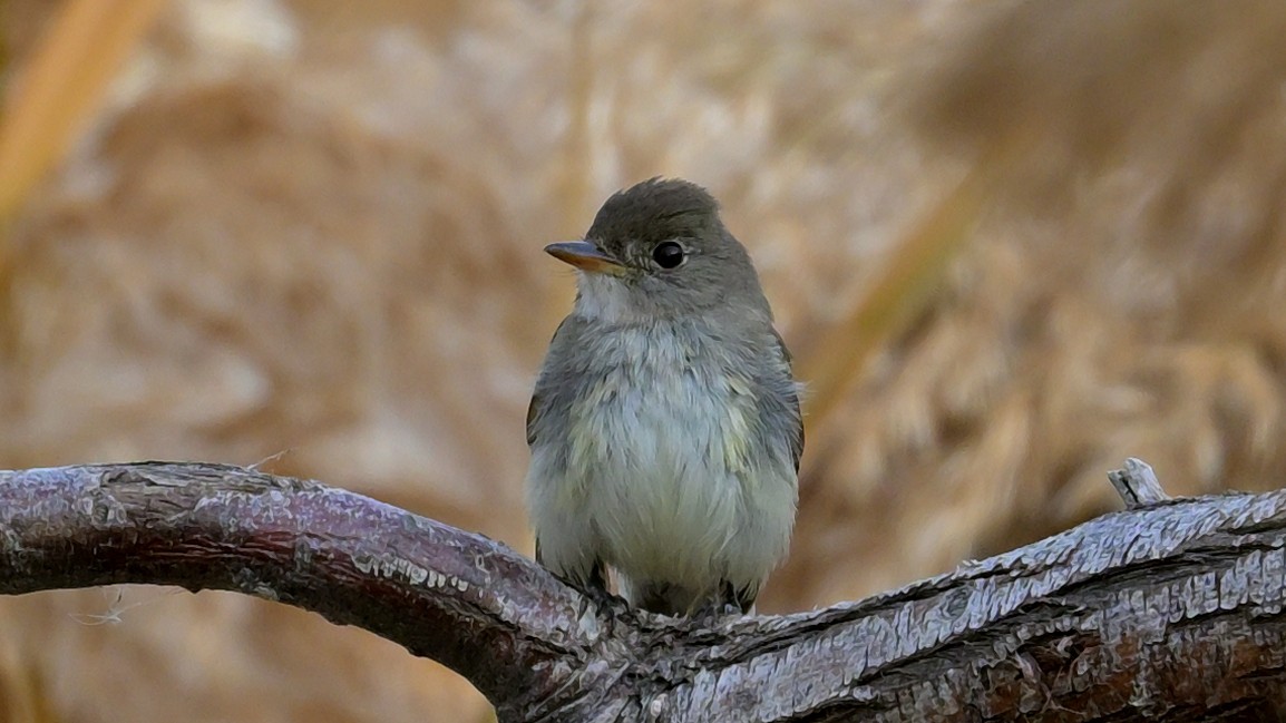 Willow Flycatcher - ML645425744